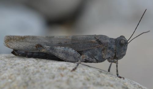 Sphingonotus sp.